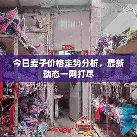 今日麦子价格走势分析,最新动态一网打尽