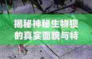揭秘神秘生物狈的真实面貌与特征