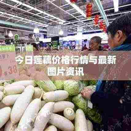 今日莲藕价格行情与最新图片资讯