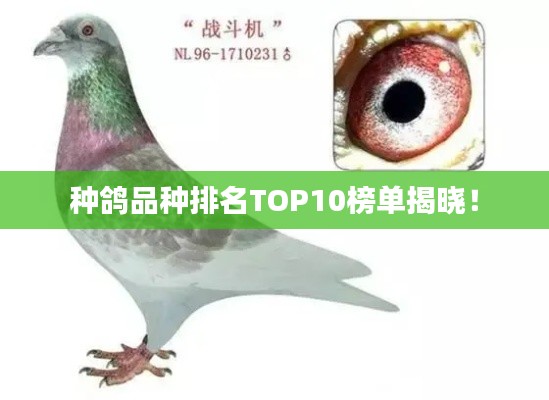 种鸽品种排名TOP10榜单揭晓!