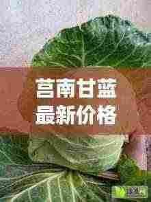 莒南甘蓝最新价格揭秘，市场动态与影响因素全解析