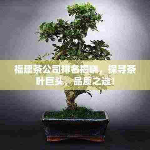 福建茶公司排名揭晓,探寻茶叶巨头,品质之选!