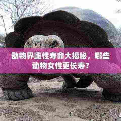 动物界雌性寿命大揭秘,哪些动物女性更长寿?