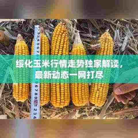 绥化玉米行情走势独家解读,最新动态一网打尽