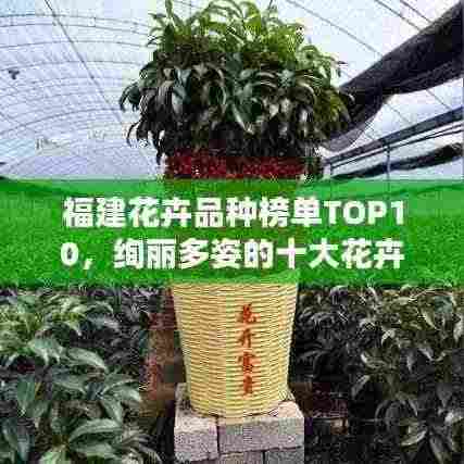 福建花卉品种榜单TOP10,绚丽多姿的十大花卉推荐