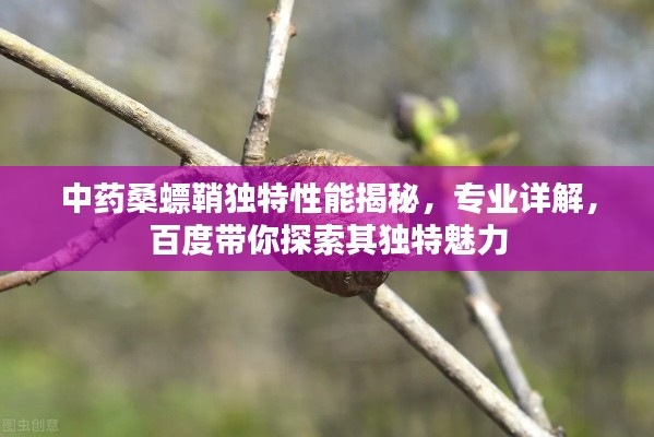 中药桑螵鞘独特性能揭秘,专业详解,百度带你探索其独特魅力