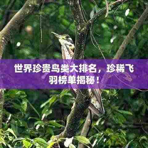 世界珍贵鸟类大排名,珍稀飞羽榜单揭秘!