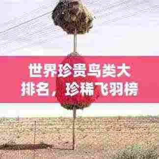 世界珍贵鸟类大排名，珍稀飞羽榜单揭秘！