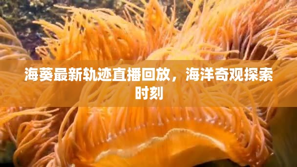 海葵最新轨迹直播回放,海洋奇观探索时刻