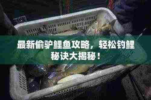 最新偷驴鲤鱼攻略,轻松钓鲤秘诀大揭秘!