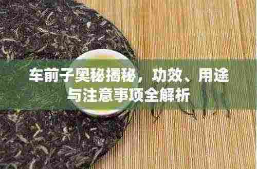 车前子奥秘揭秘，功效、用途与注意事项全解析