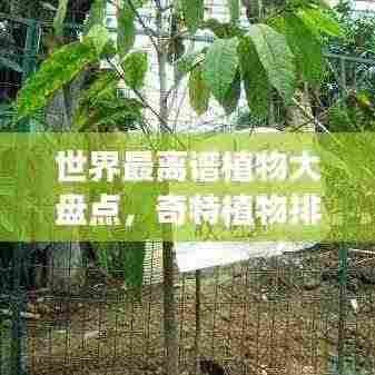 世界最离谱植物大盘点,奇特植物排行榜!