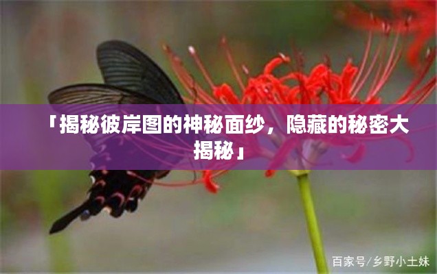 「揭秘彼岸图的神秘面纱,隐藏的秘密大揭秘」