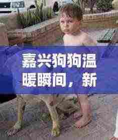 嘉兴狗狗温暖瞬间,新闻头条带你感受萌宠温情时刻