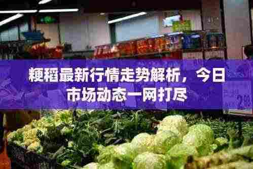 粳稻最新行情走势解析，今日市场动态一网打尽