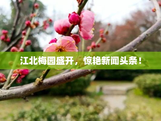 江北梅园盛开,惊艳新闻头条!