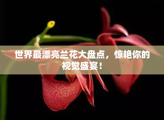 世界最漂亮兰花大盘点，惊艳你的视觉盛宴！