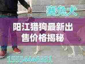阳江猎狗最新出售价格揭秘