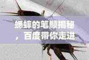 蟋蟀的笔顺揭秘,百度带你走进汉字世界探索之旅