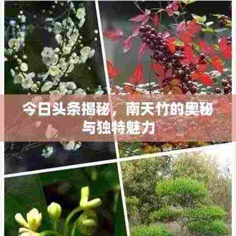 今日头条揭秘,南天竹的奥秘与独特魅力