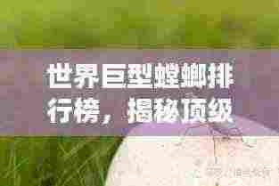 世界巨型螳螂排行榜,揭秘顶级掠食者的震撼力量!