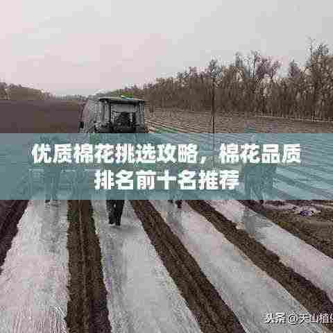 优质棉花挑选攻略,棉花品质排名前十名推荐