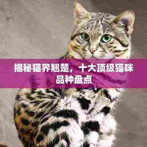 揭秘猫界翘楚，十大顶级猫咪品种盘点