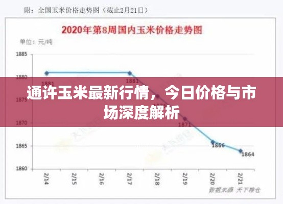 通许玉米最新行情,今日价格与市场深度解析