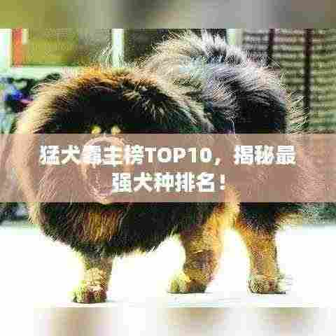 猛犬霸主榜TOP10,揭秘最强犬种排名!