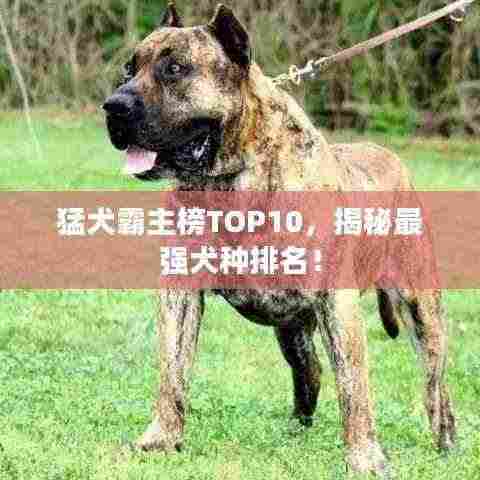 猛犬霸主榜TOP10,揭秘最强犬种排名!