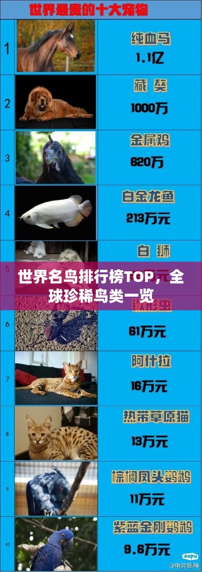 世界名鸟排行榜TOP,全球珍稀鸟类一览
