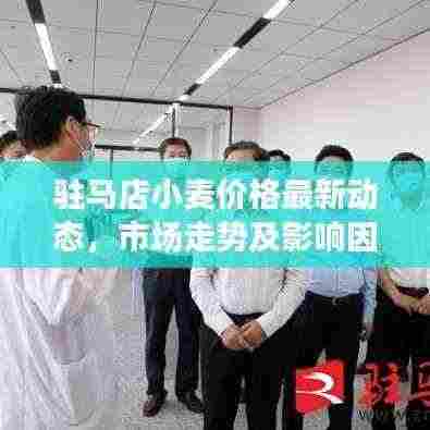 驻马店小麦价格最新动态，市场走势及影响因素分析