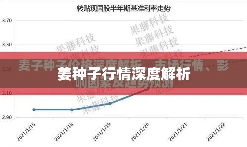 姜种子行情深度解析