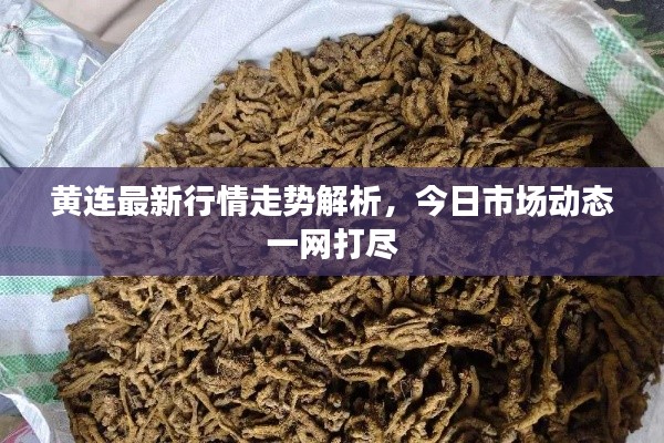 黄连最新行情走势解析,今日市场动态一网打尽