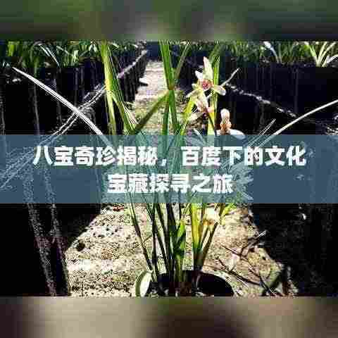 八宝奇珍揭秘，百度下的文化宝藏探寻之旅