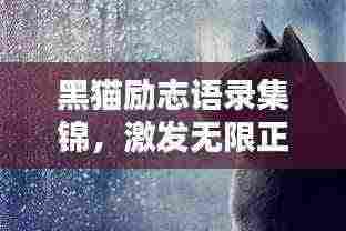 黑猫励志语录集锦,激发无限正能量!