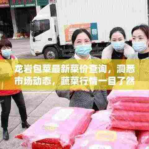 龙岩包菜最新菜价查询，洞悉市场动态，蔬菜行情一目了然