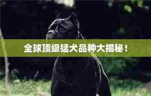 全球顶级猛犬品种大揭秘！