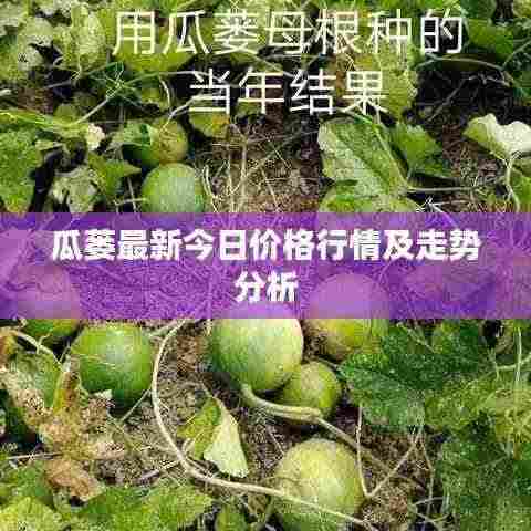 瓜蒌最新今日价格行情及走势分析