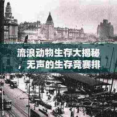 流浪动物生存大揭秘,无声的生存竞赛排名榜单!