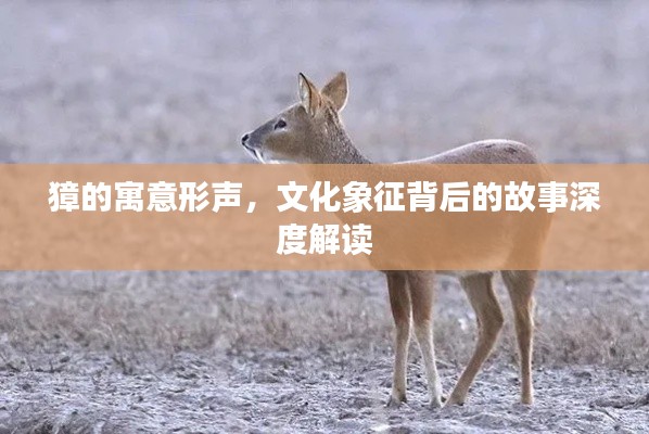 獐的寓意形声,文化象征背后的故事深度解读