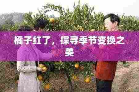 橘子红了,探寻季节变换之美