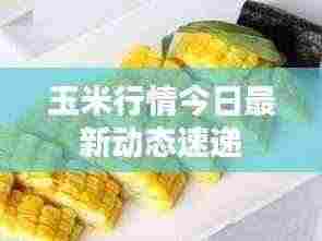 玉米行情今日最新动态速递