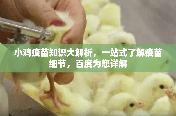 小鸡疫苗知识大解析，一站式了解疫苗细节，百度为您详解