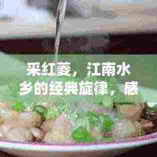 采红菱,江南水乡的经典旋律,感受美妙韵味