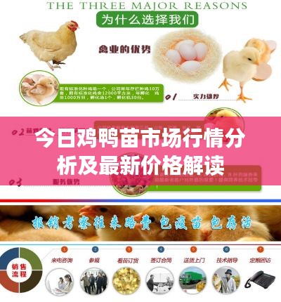 今日鸡鸭苗市场行情分析及最新价格解读