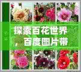 探索百花世界，百度图片带你领略花的魅力风采