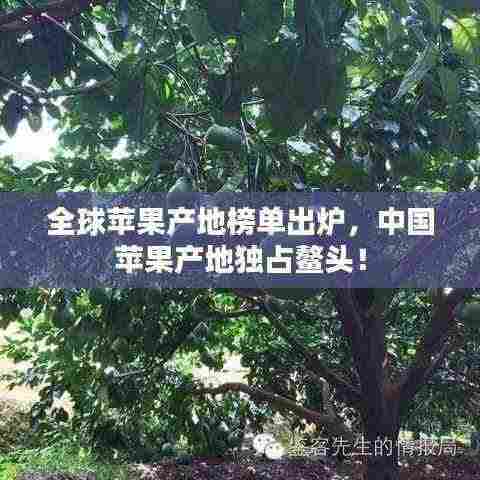 全球苹果产地榜单出炉，中国苹果产地独占鳌头！