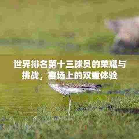 世界排名第十三球员的荣耀与挑战，赛场上的双重体验