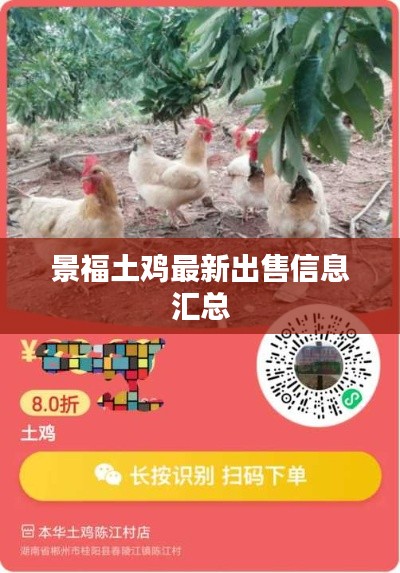 景福土鸡最新出售信息汇总